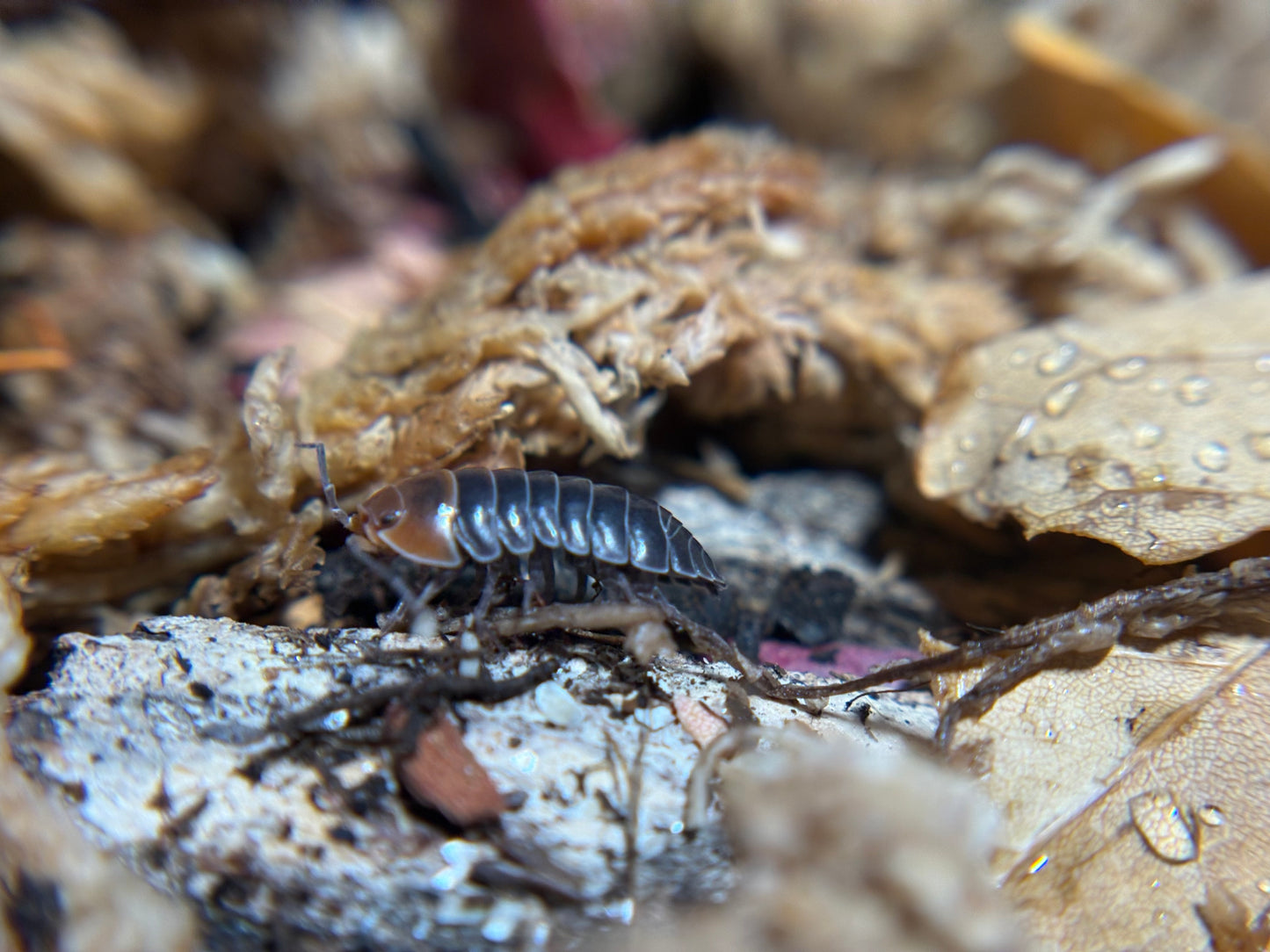 Armadillidium Flavoscutatum Red Head