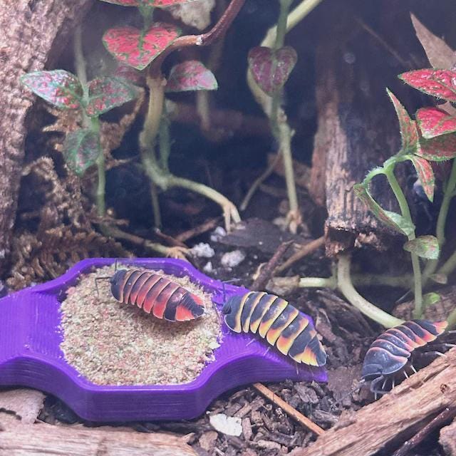 Multi-Color Isopod Food Bowl 8 Pack