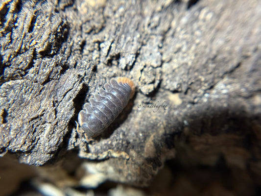 Cubaris Iriomotensis “Miyako”