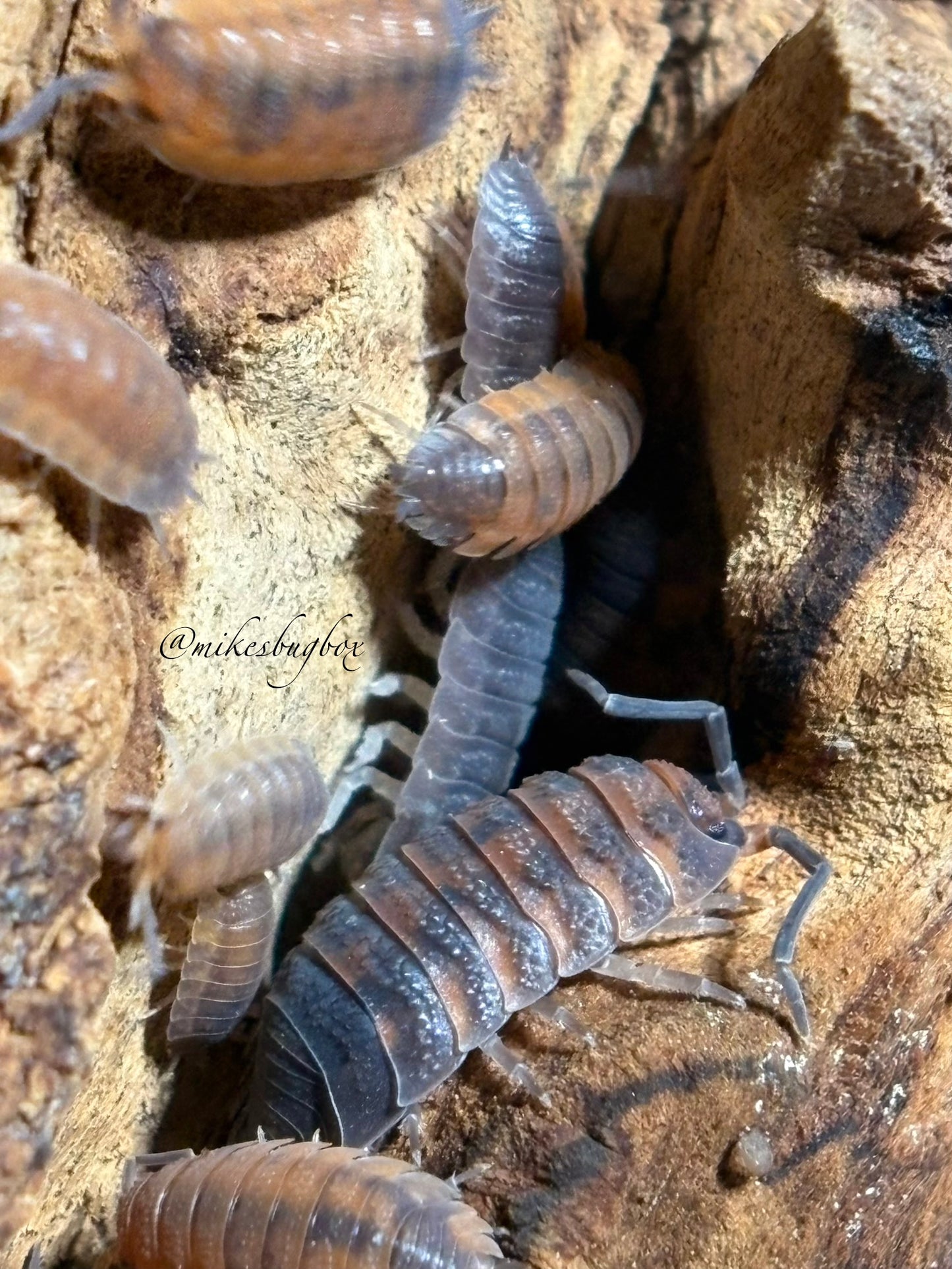 Porcellio Scaber Lava
