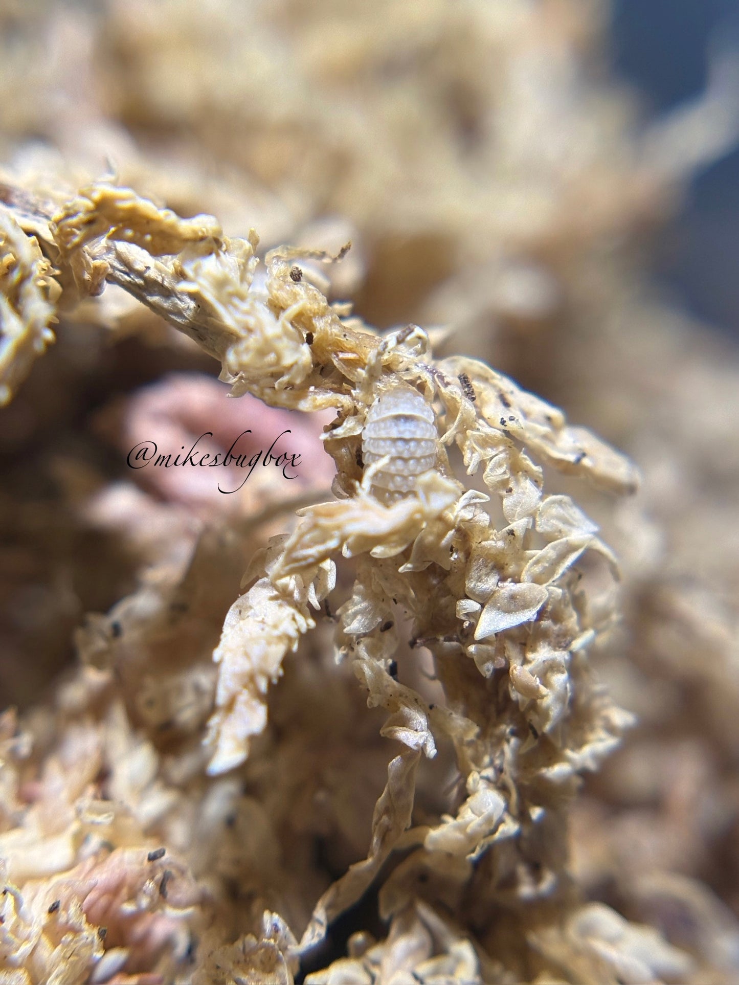 Ctenorillo Boquerón Piedra Blanca | Coming Soon