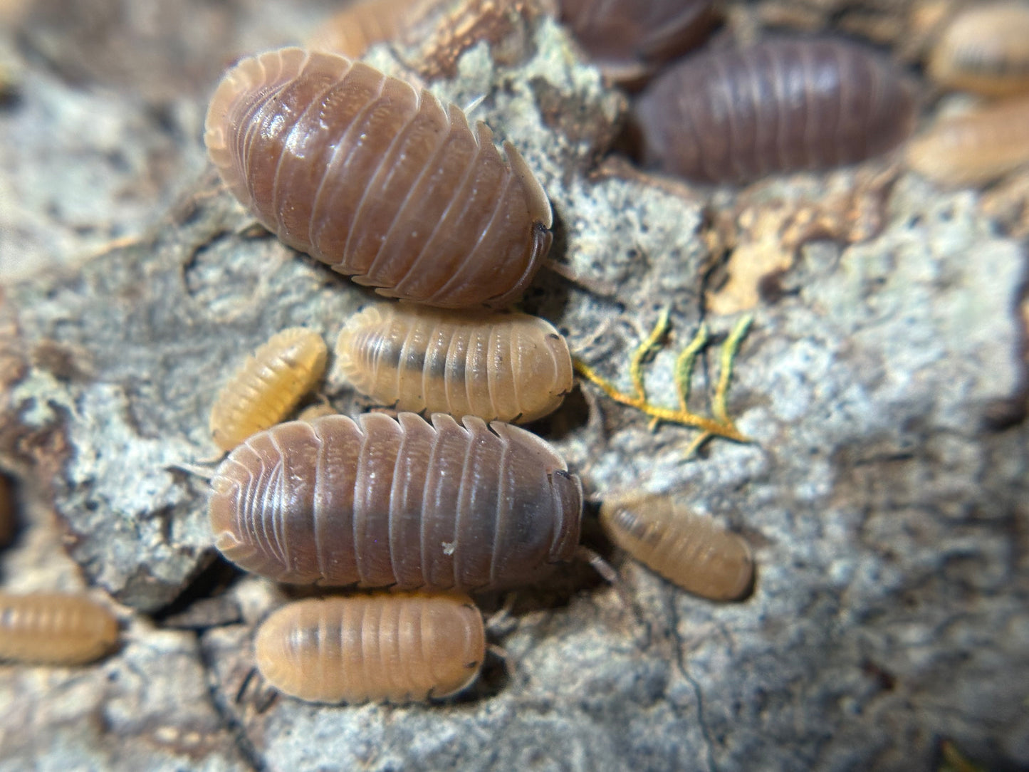 Cubaris Murina Mamey