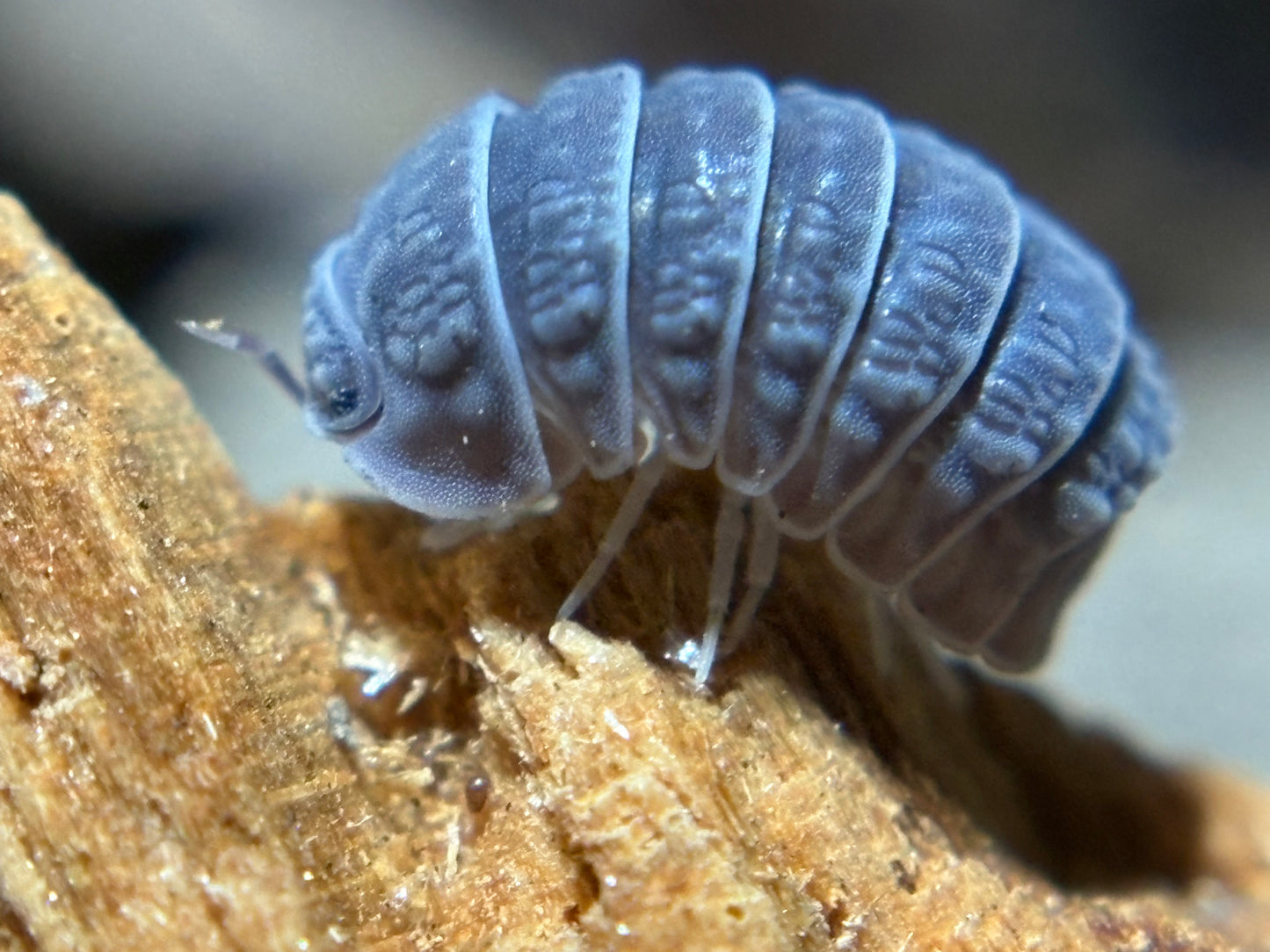 Armadillo Tuberculatus