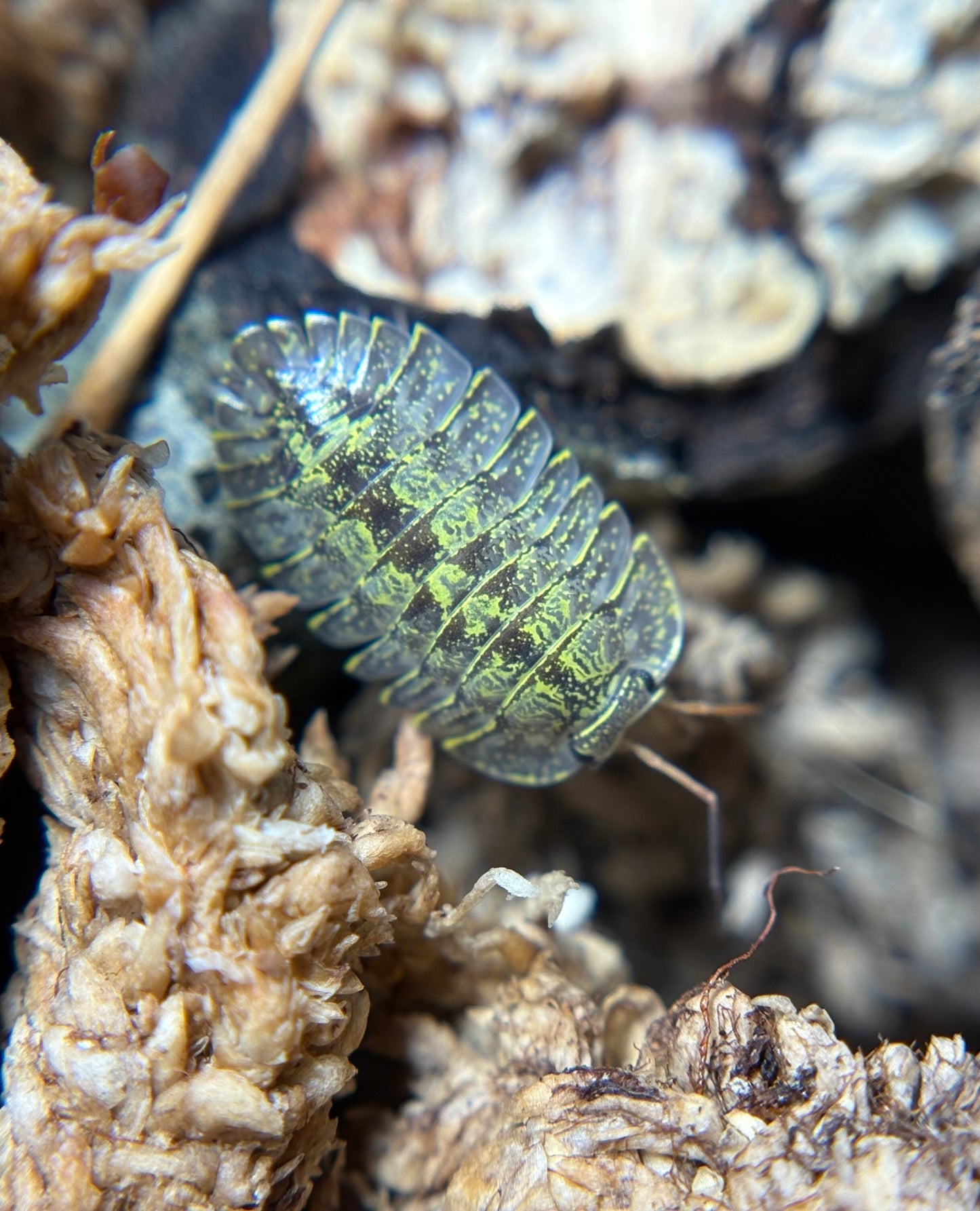 Troglodillo Sp. Green Spot
