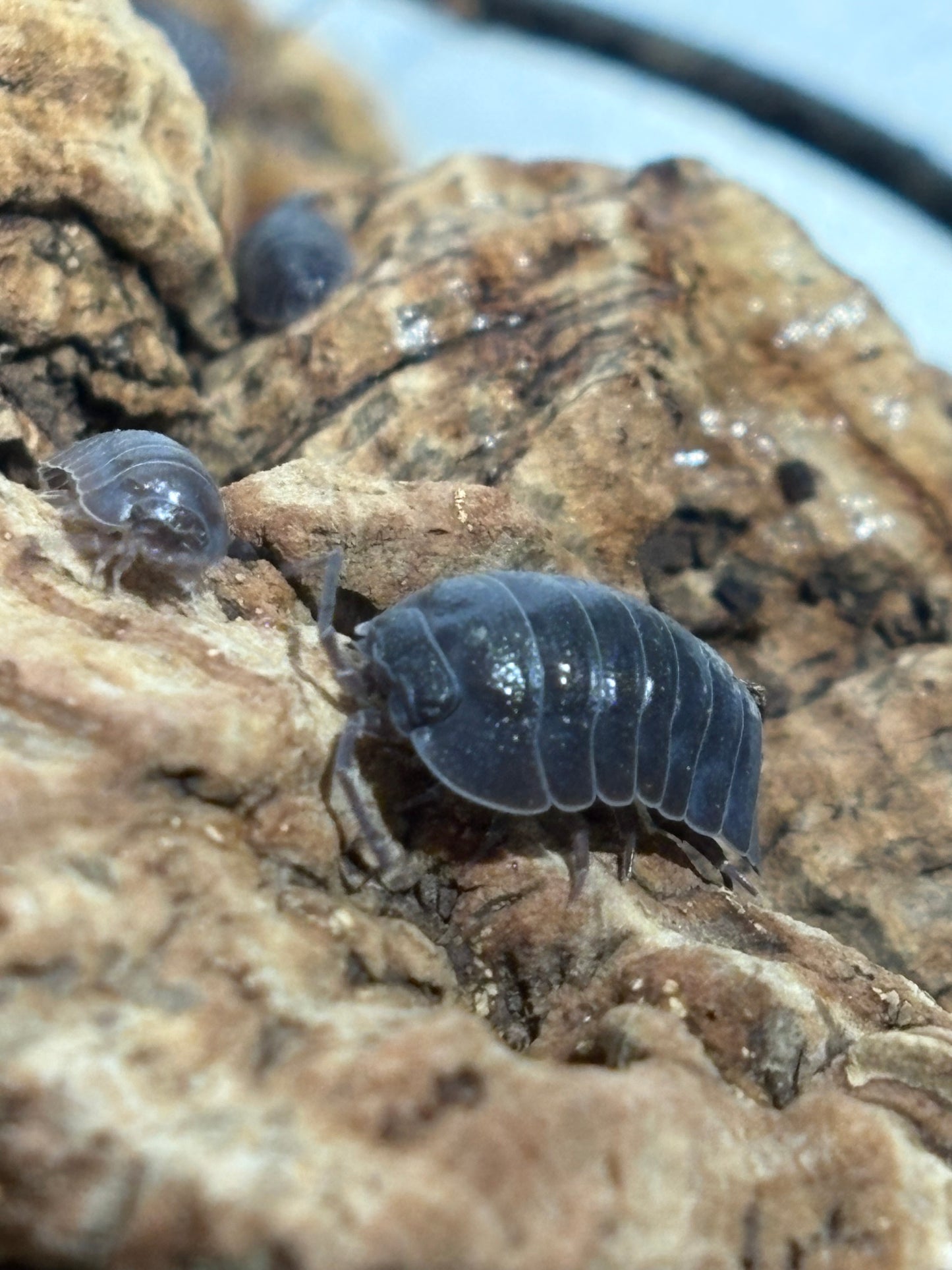 Armadillidium CF. Pallasii Croation Giants