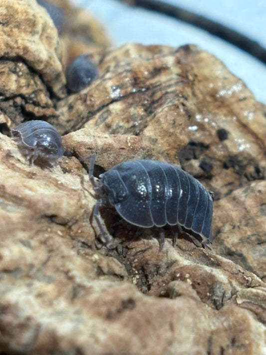 Armadillidium CF. Pallasii Croation Giants