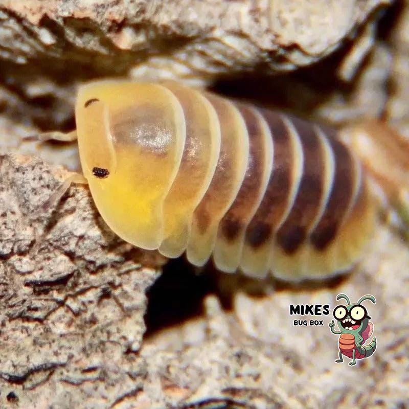 Limestone Calcium Carbonate for Isopods