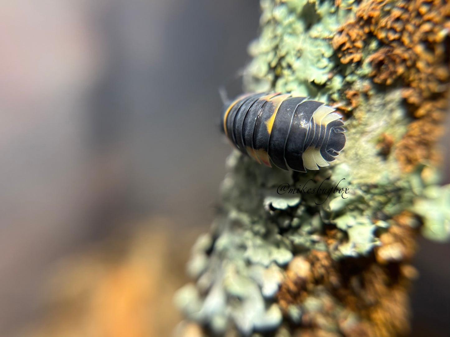 Merulanella Sp. Quadcolor