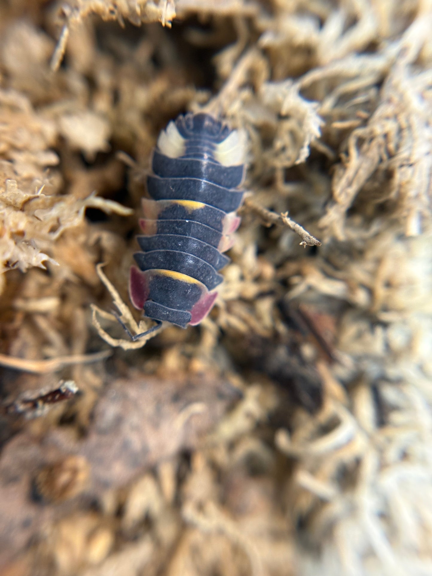 Merulanella Sp. Quadcolor