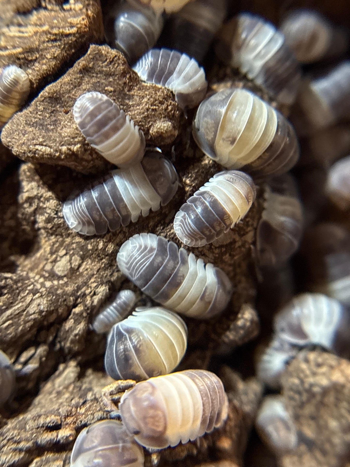Cubaris Sp. Panda King
