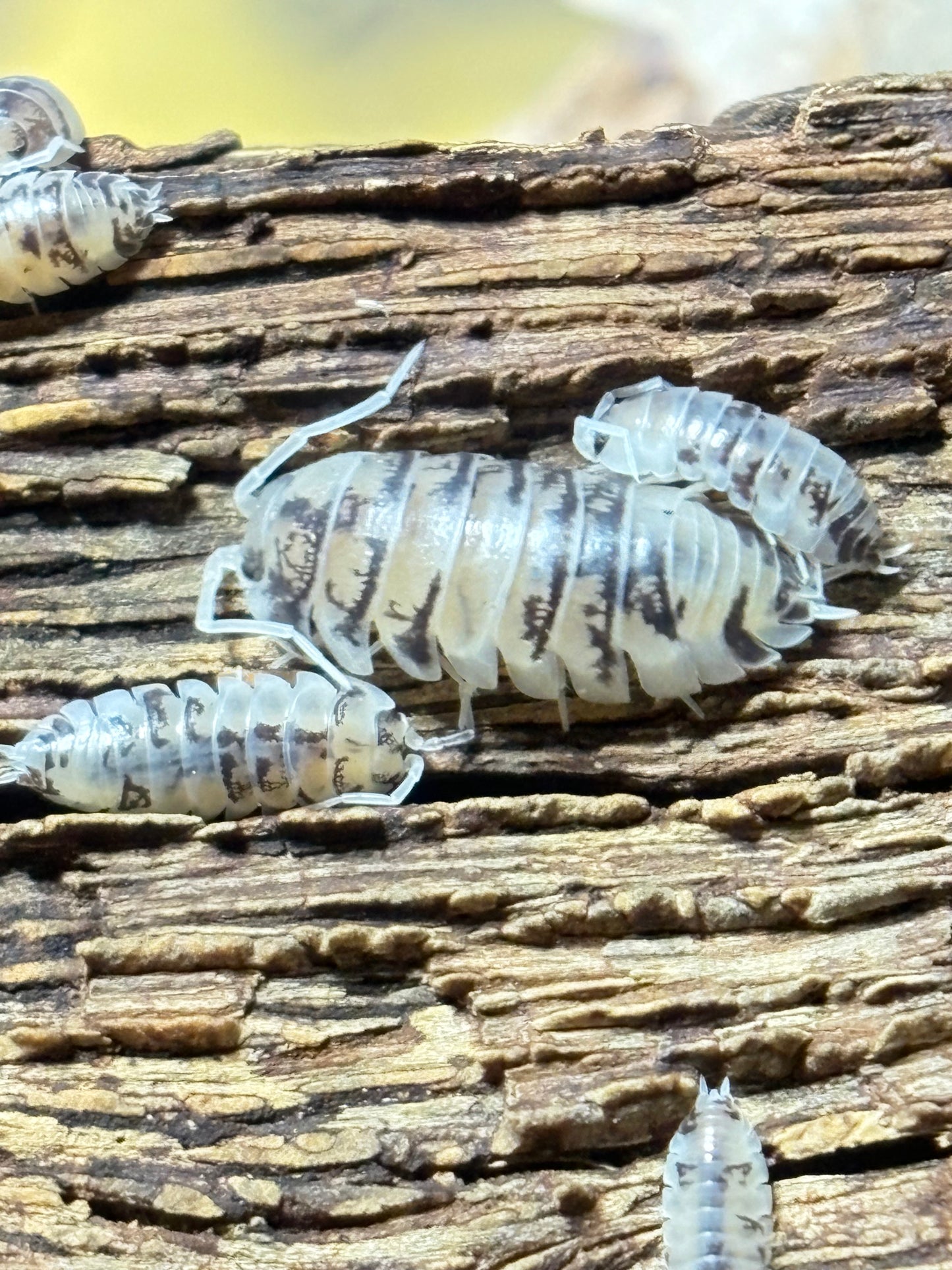Cylisticus Convexus Ukraine Pied