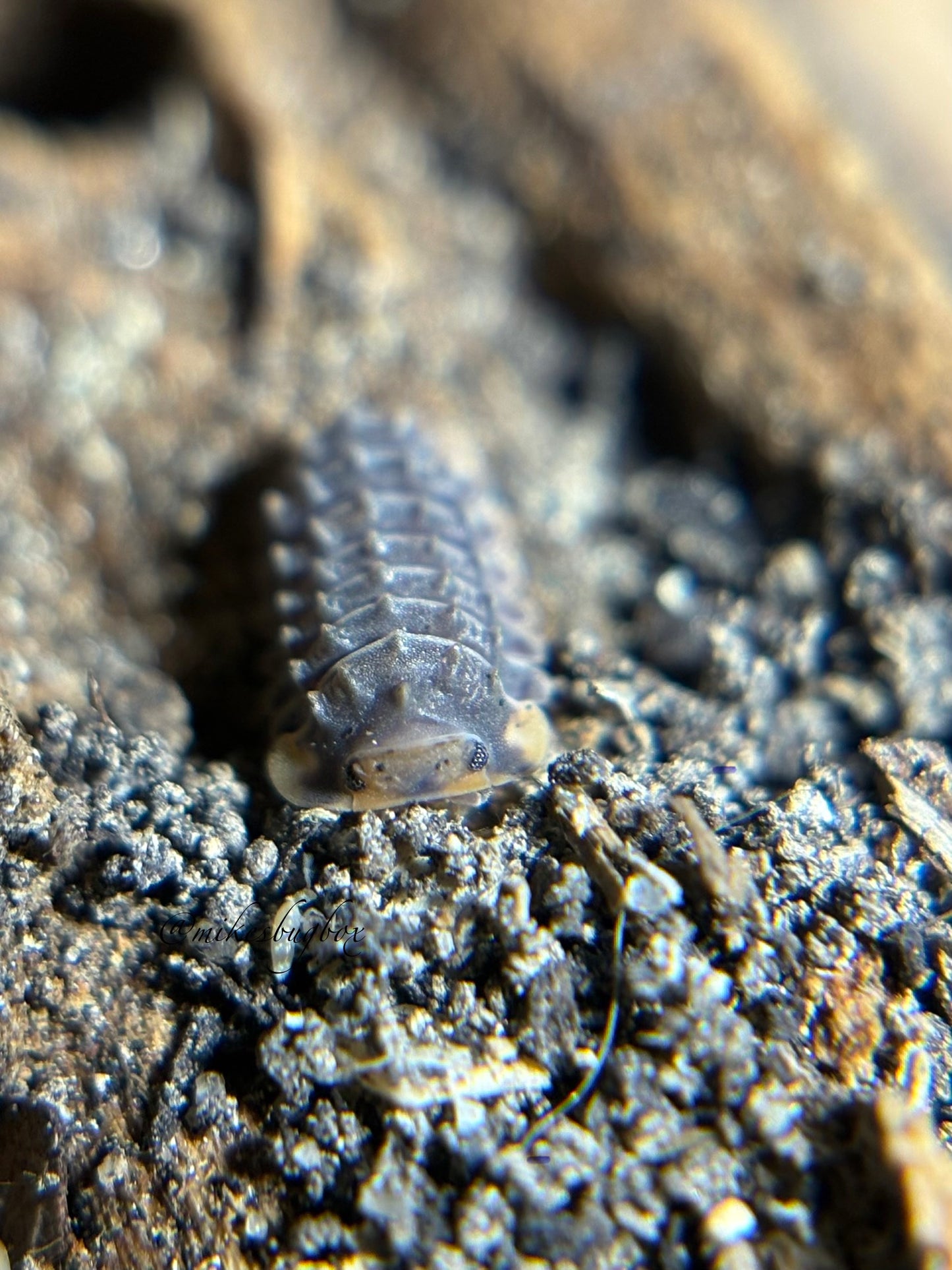 Isopoda Sp. Shiny Gator