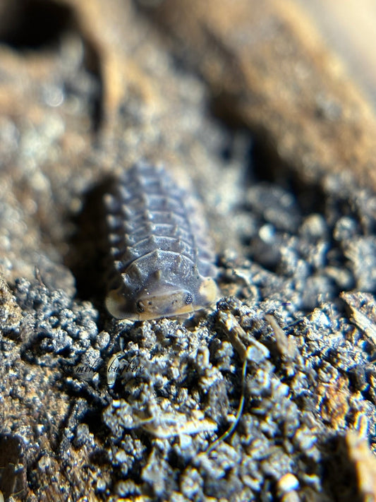 Isopoda Sp. Shiny Gator