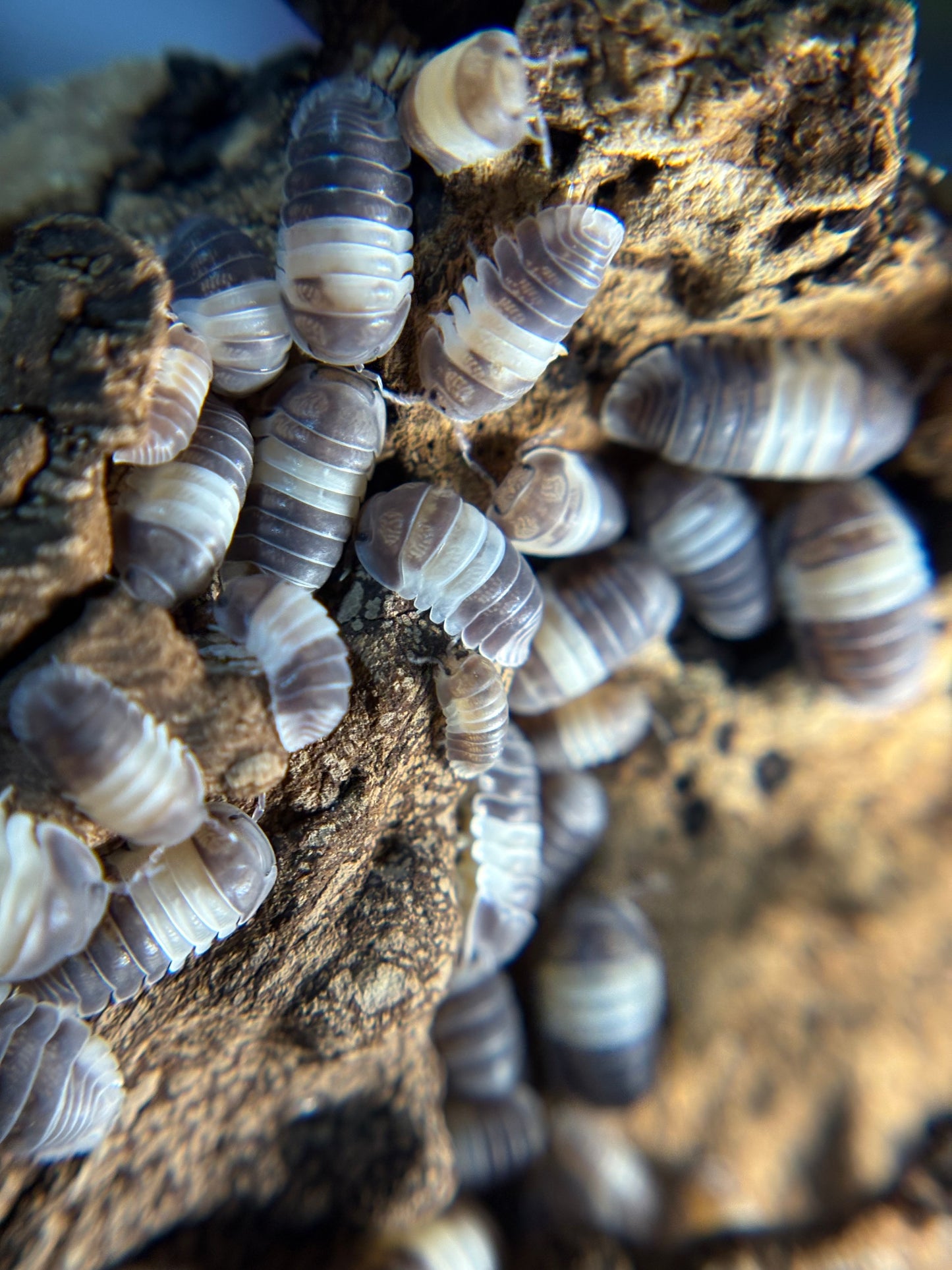 Cubaris Sp. Panda King