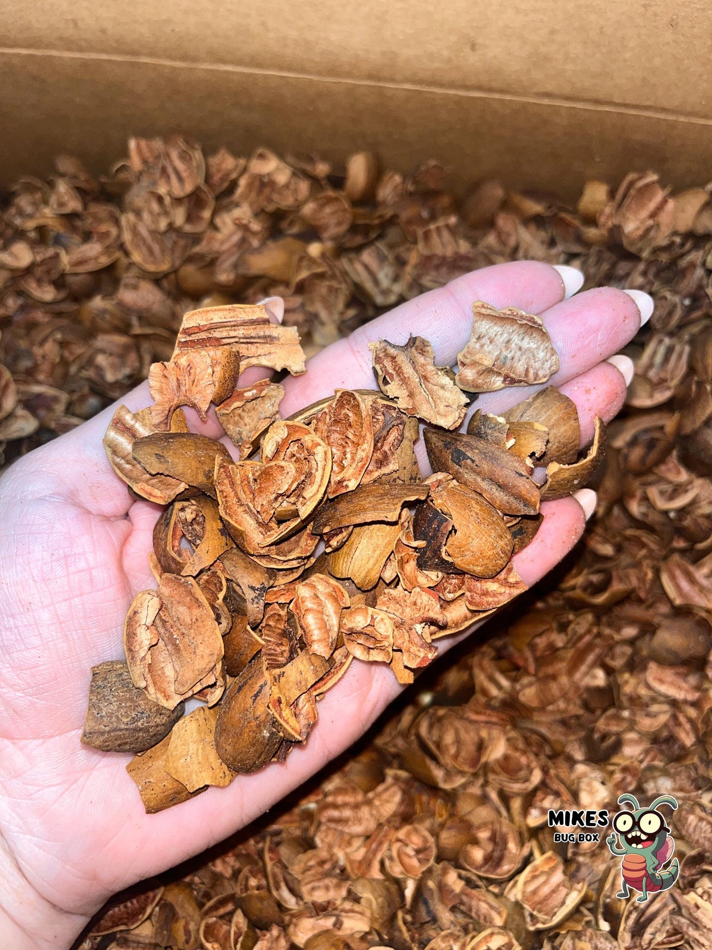 Isopod Pecan Shells