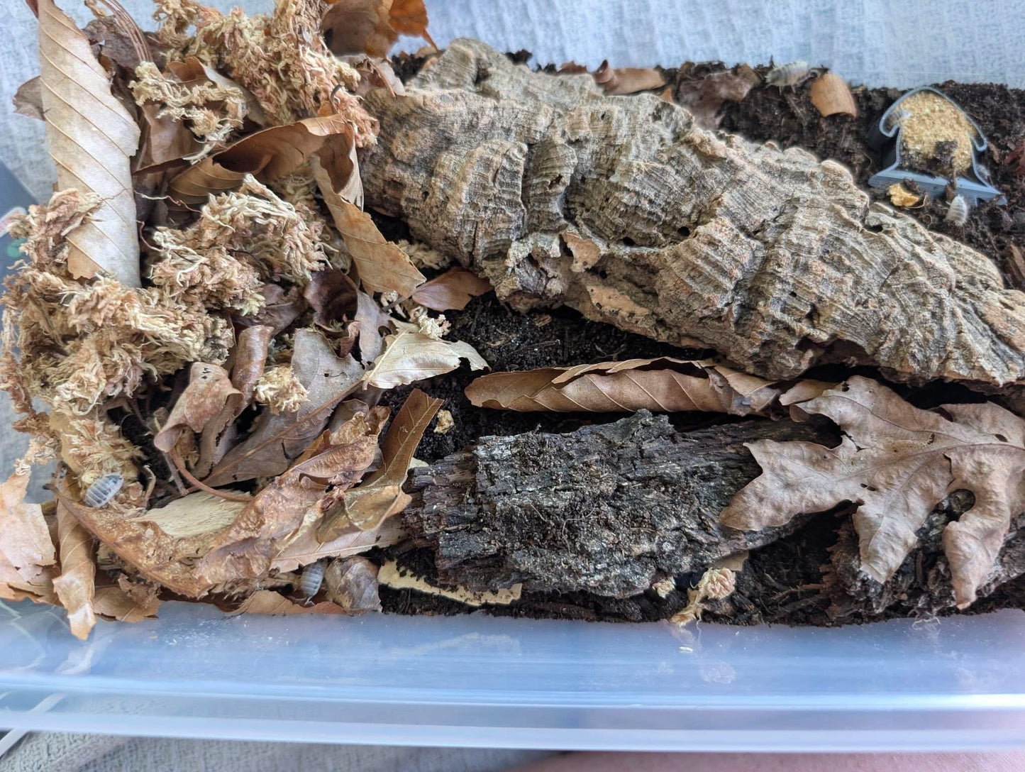 Mike’s Isopod/Millipede Starter Kit