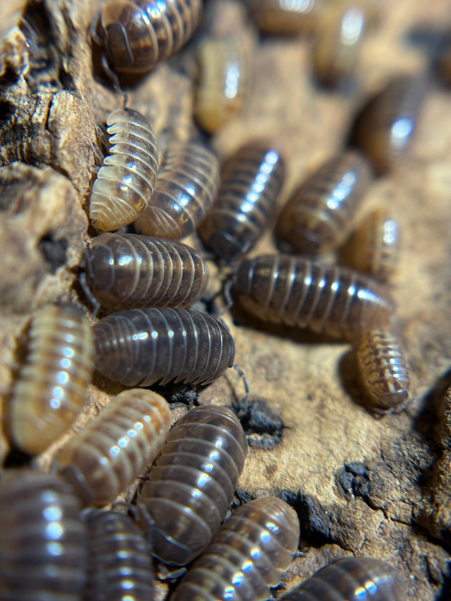 Armadillidium Vulgare Punta Cana