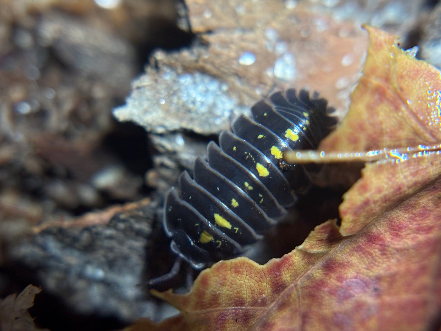 Armadillidium Germanicum Darth Vader