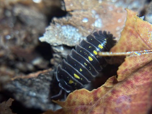 Armadillidium Germanicum Darth Vader