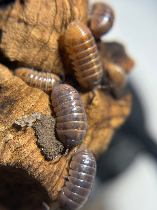 Armadillidium Vulgare Punta Cana