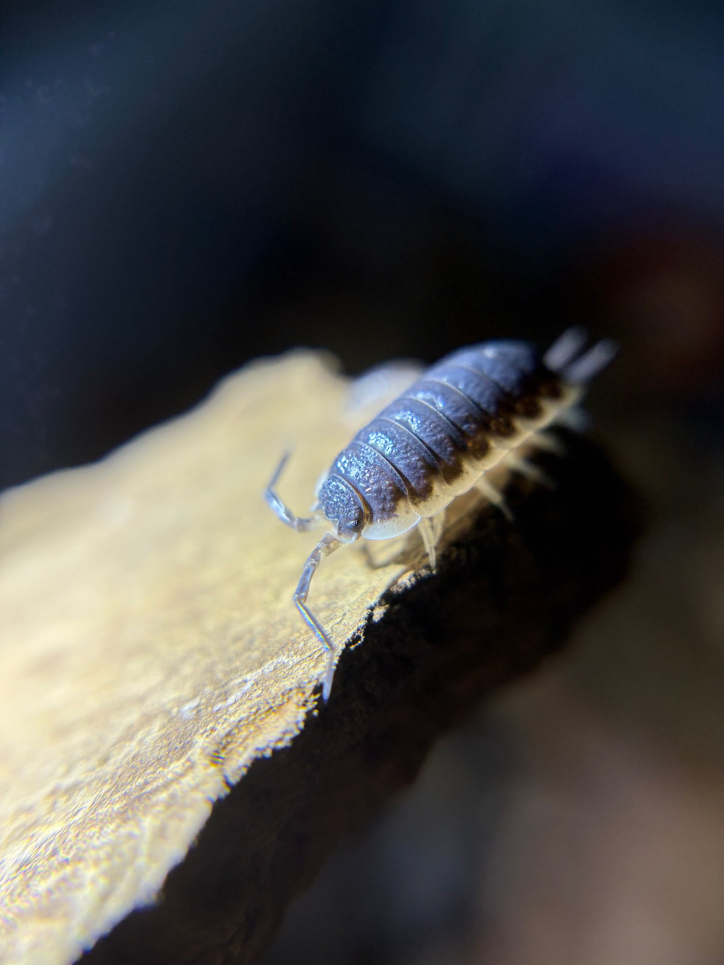 Porcellio Sp. Sevilla