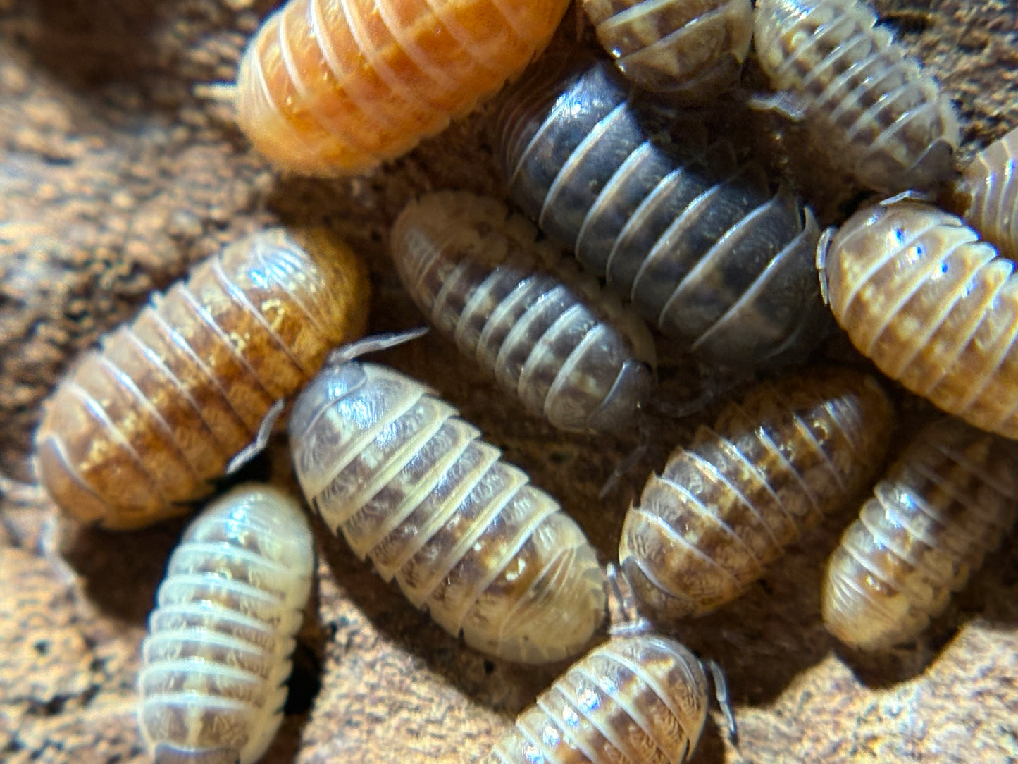 Armadillidium Vulgare Gem Mix