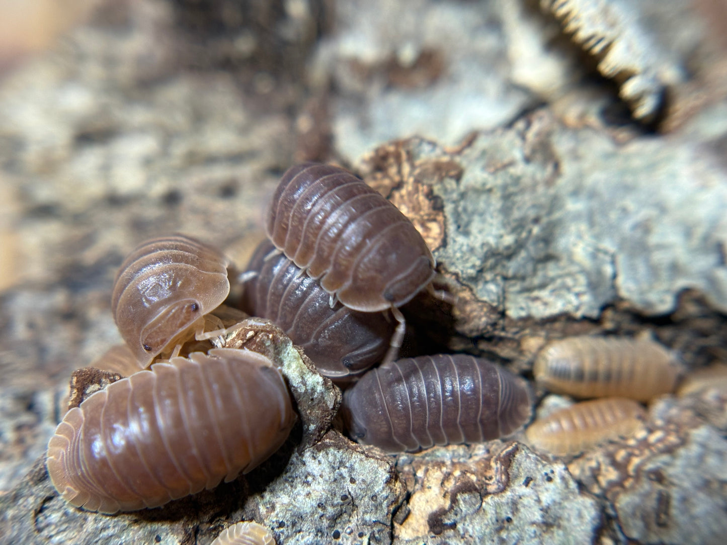 Cubaris Murina Mamey