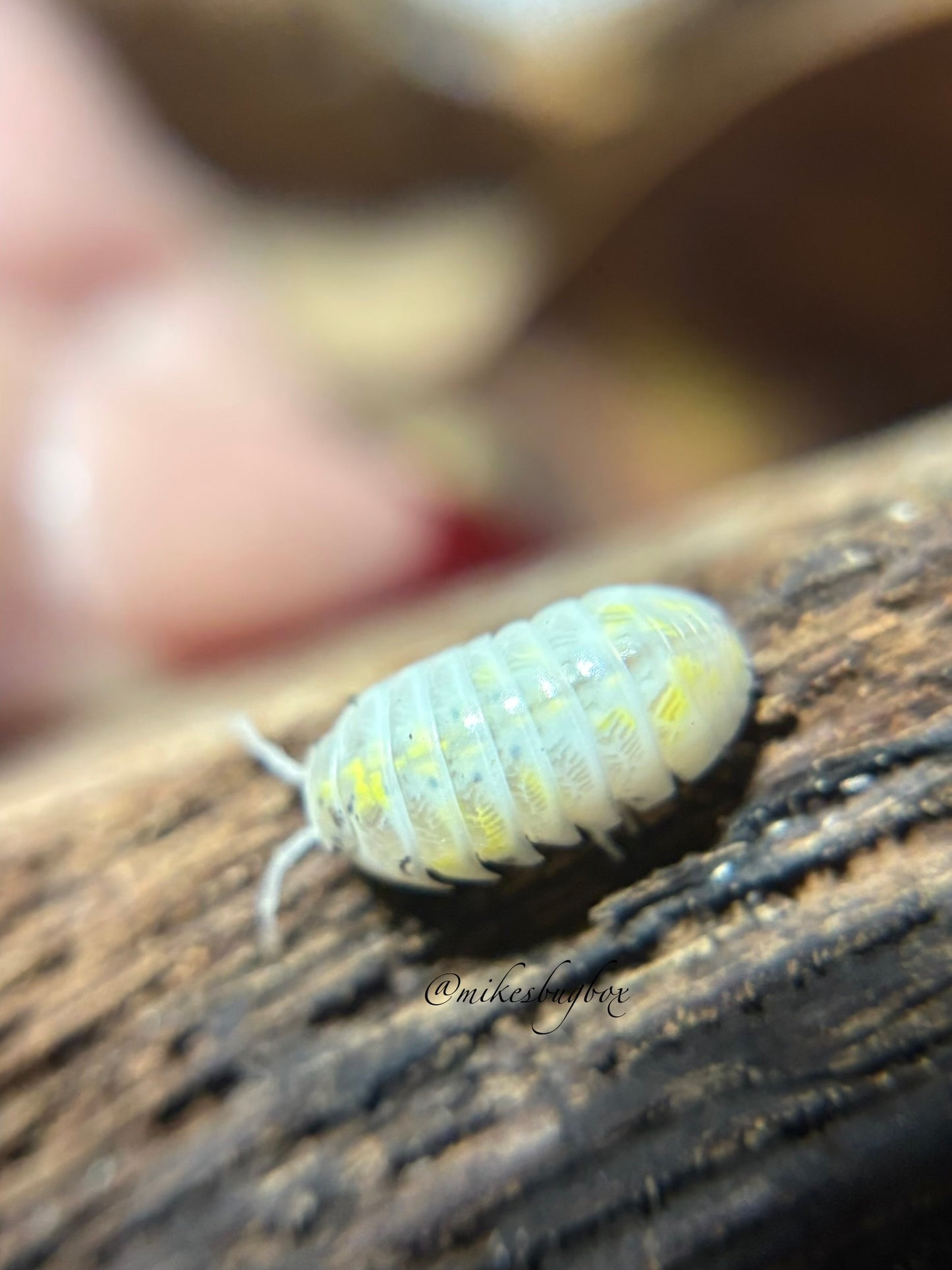 Armadillidium Vulgare Japanese Magic Potions