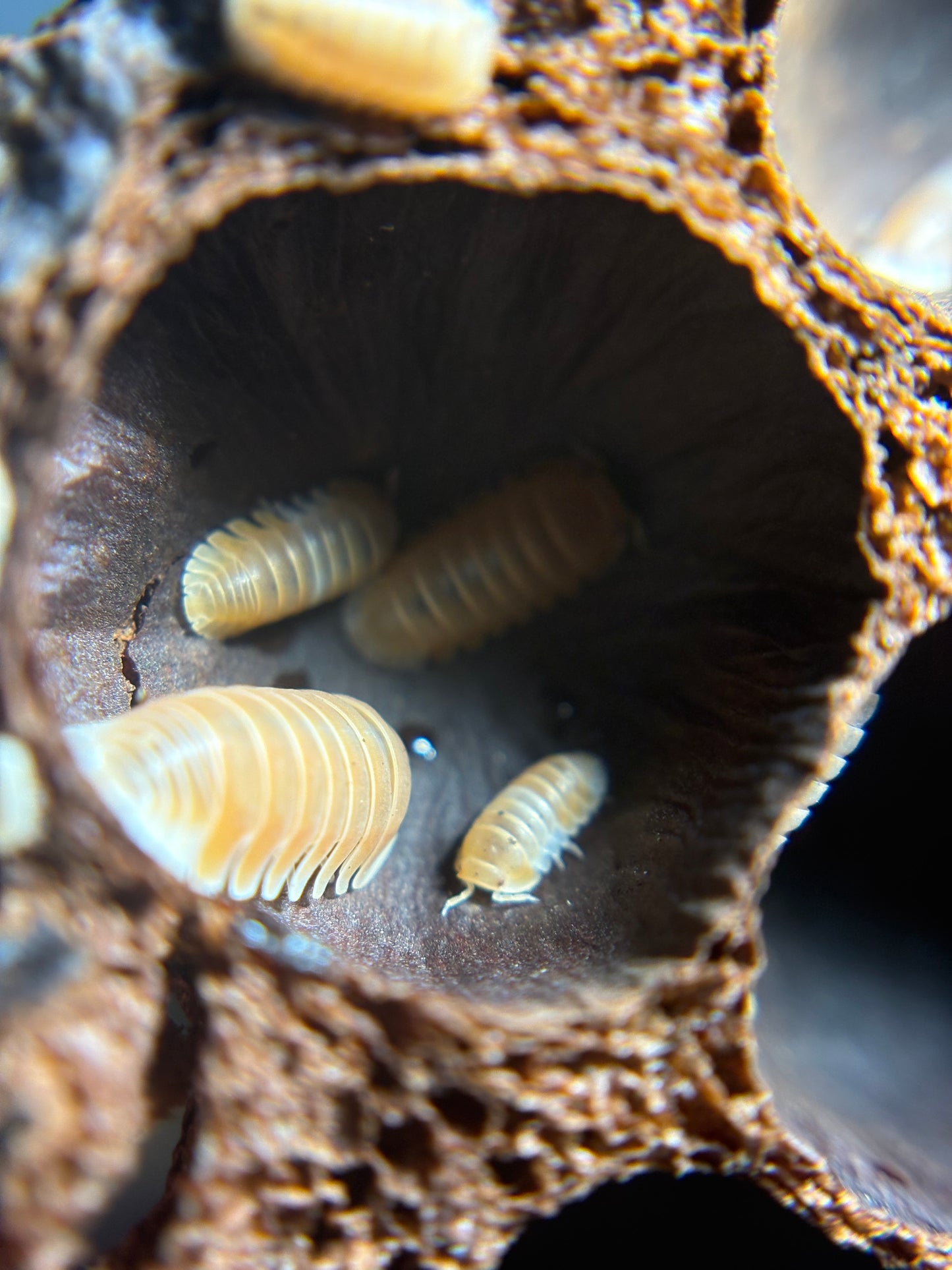 Cubaris Sp. Citrus