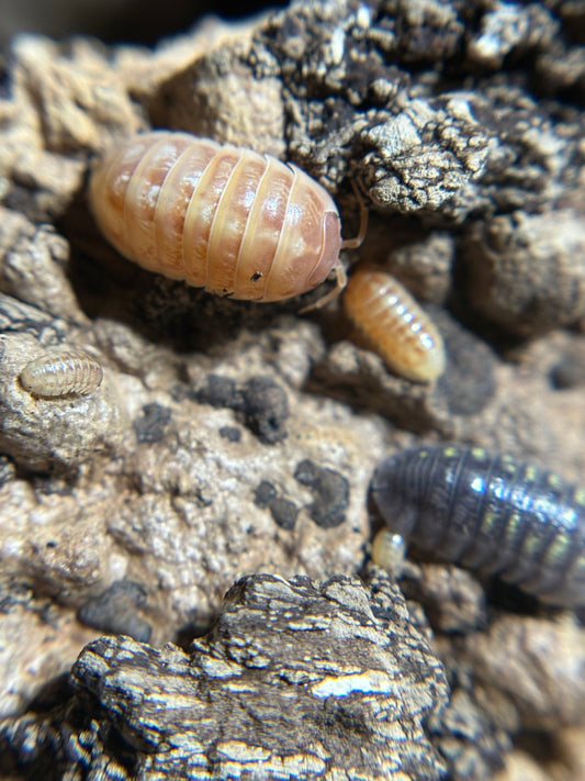 Armadillidium Vulgare St Lucia