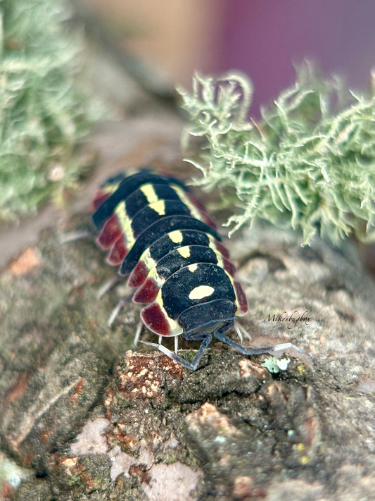 Ardentiella sp. “Red Diablo”