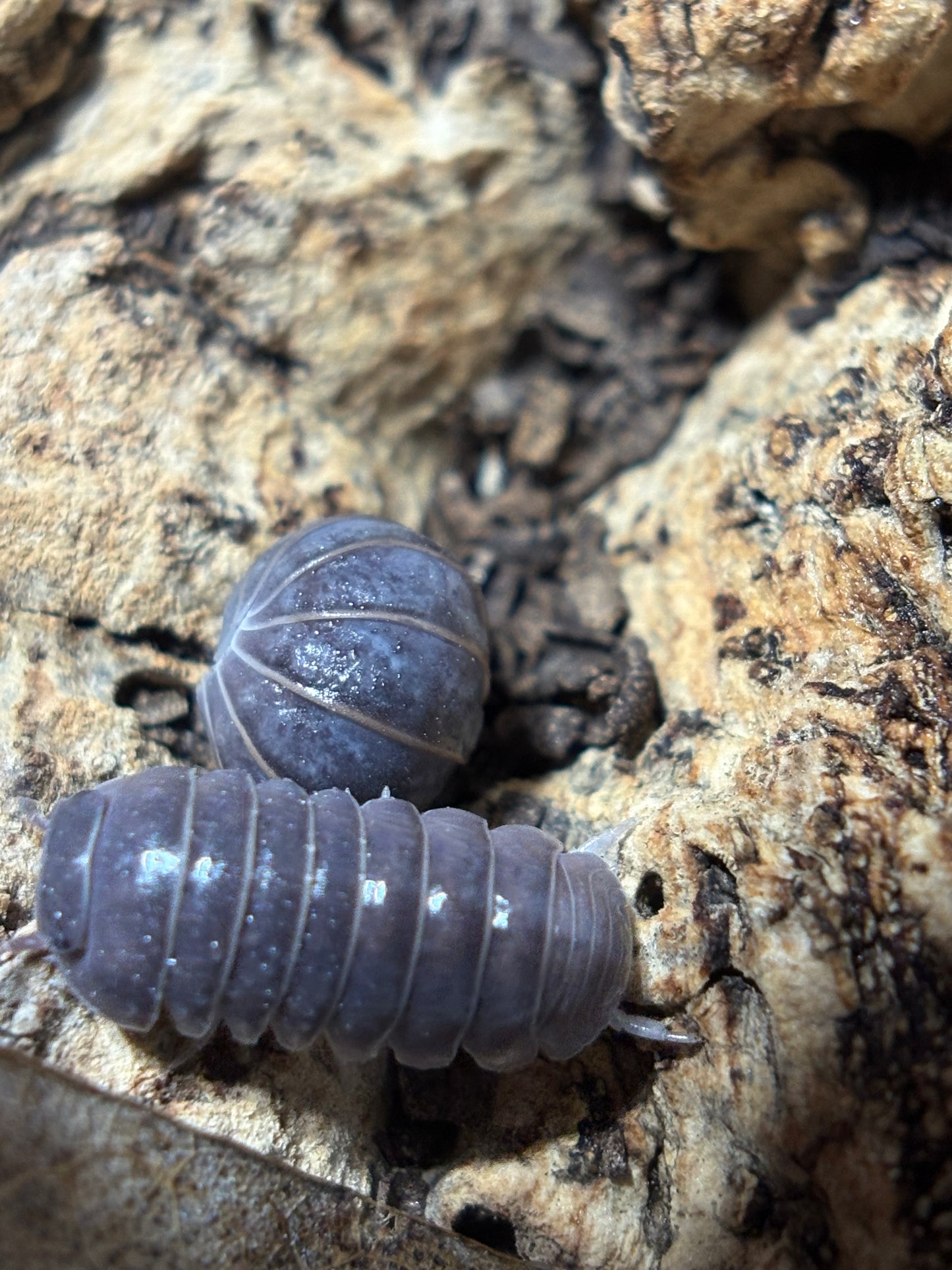 Armadillidium CF. Pallasii Croation Giants