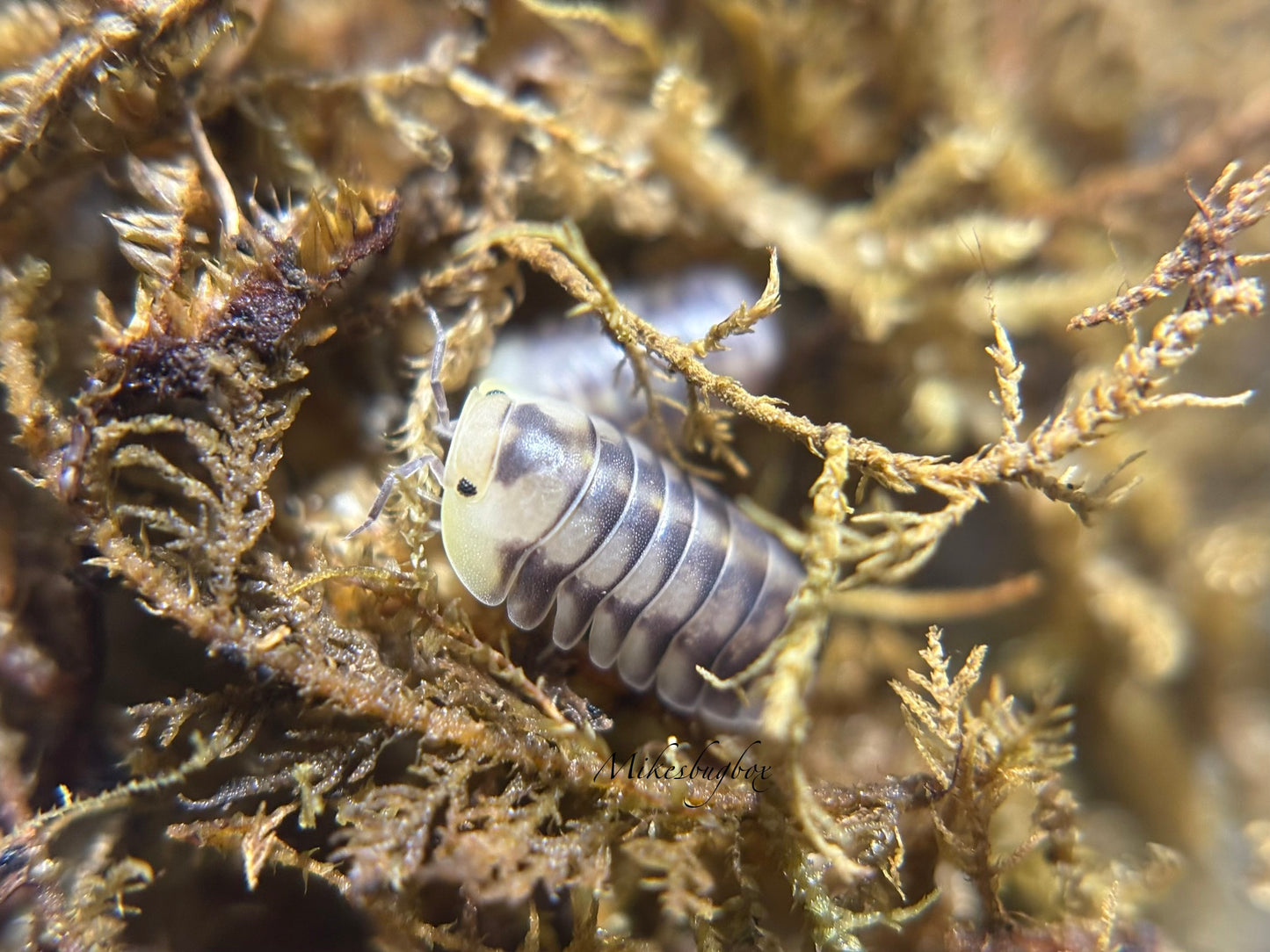 Cubaris Sp. Green Lazer