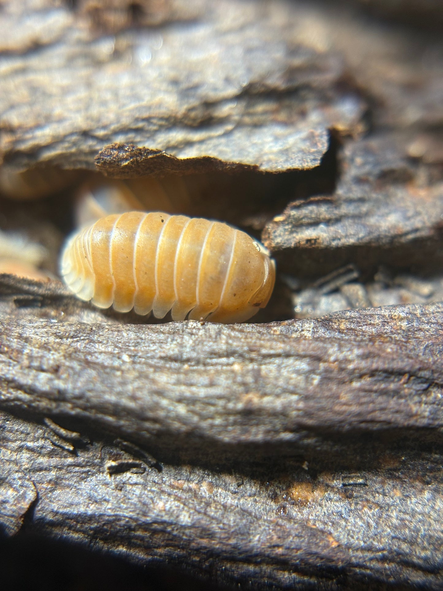 Cubaris Sp. Citrus