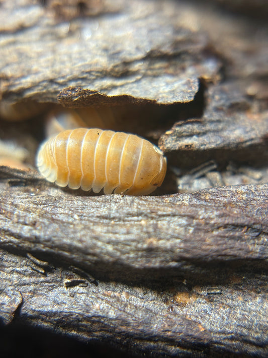 Cubaris Sp. Citrus