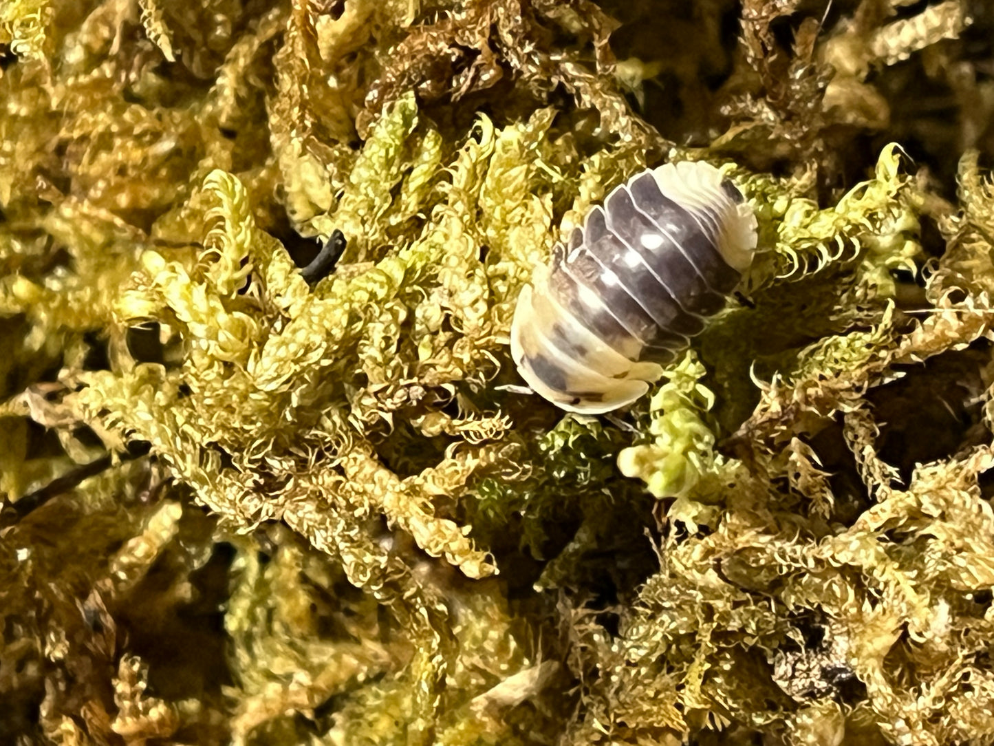 Cubaris Sp. Snow Bee