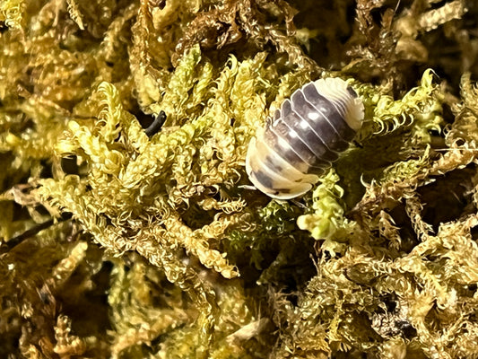 Cubaris Sp. Snow Bee