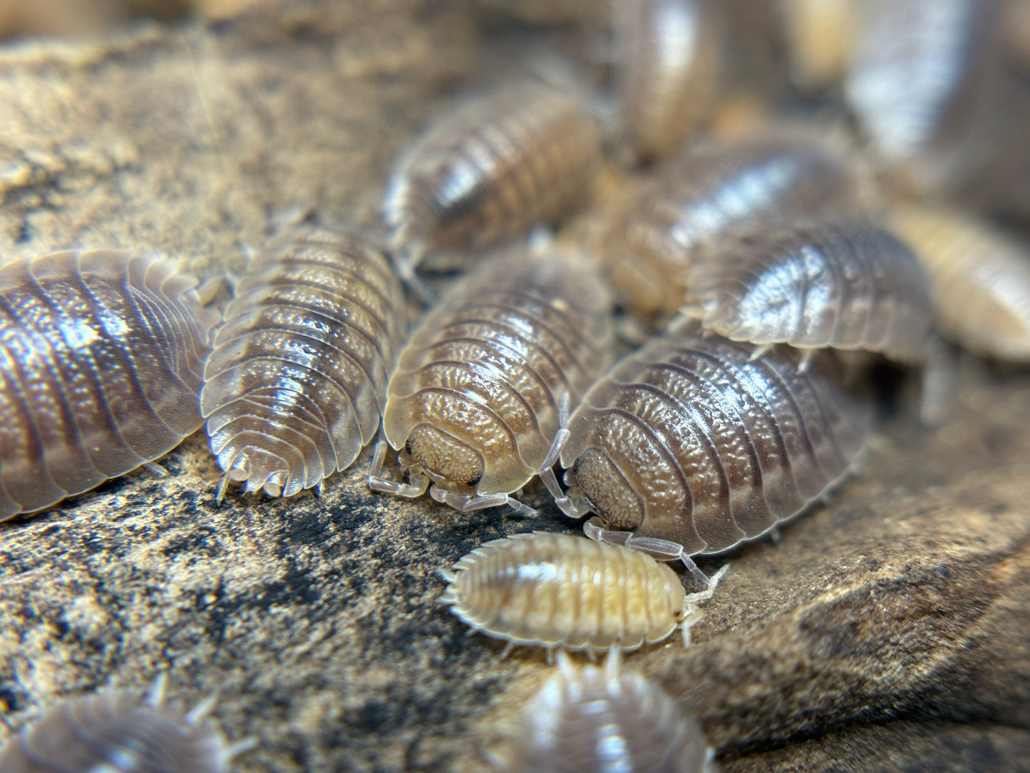 Porcellio Dilatatus Giant Canyon