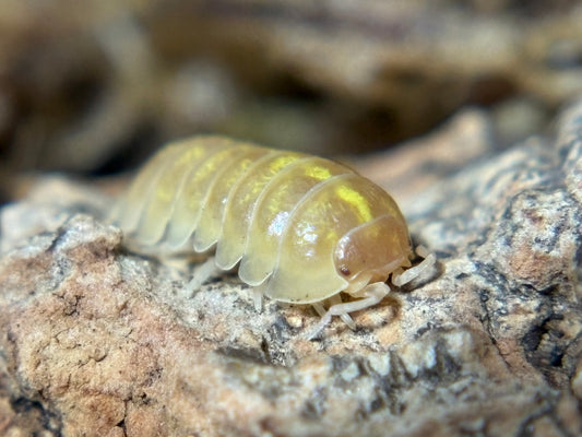 Armadillidium Vulgare T+ Albino