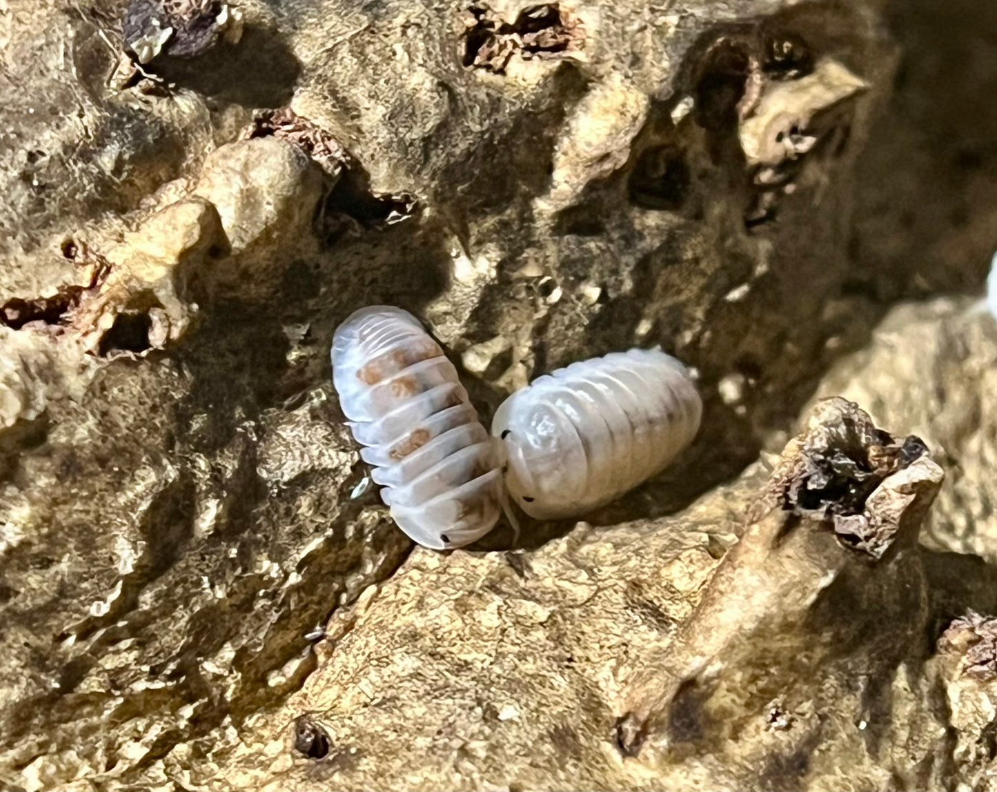 Cubaris Murina Pearls