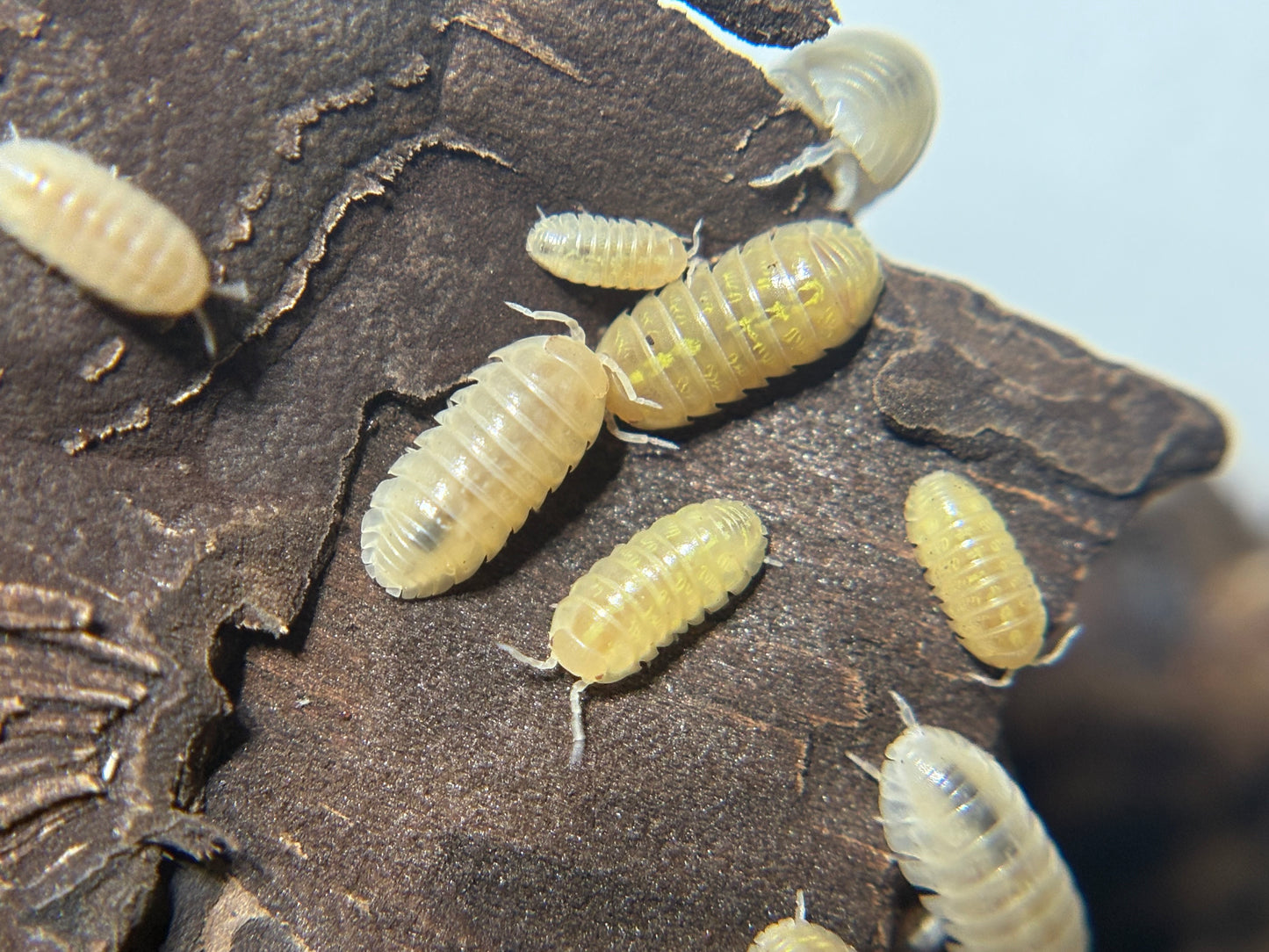 Armadillidium Vulgare T- Albino