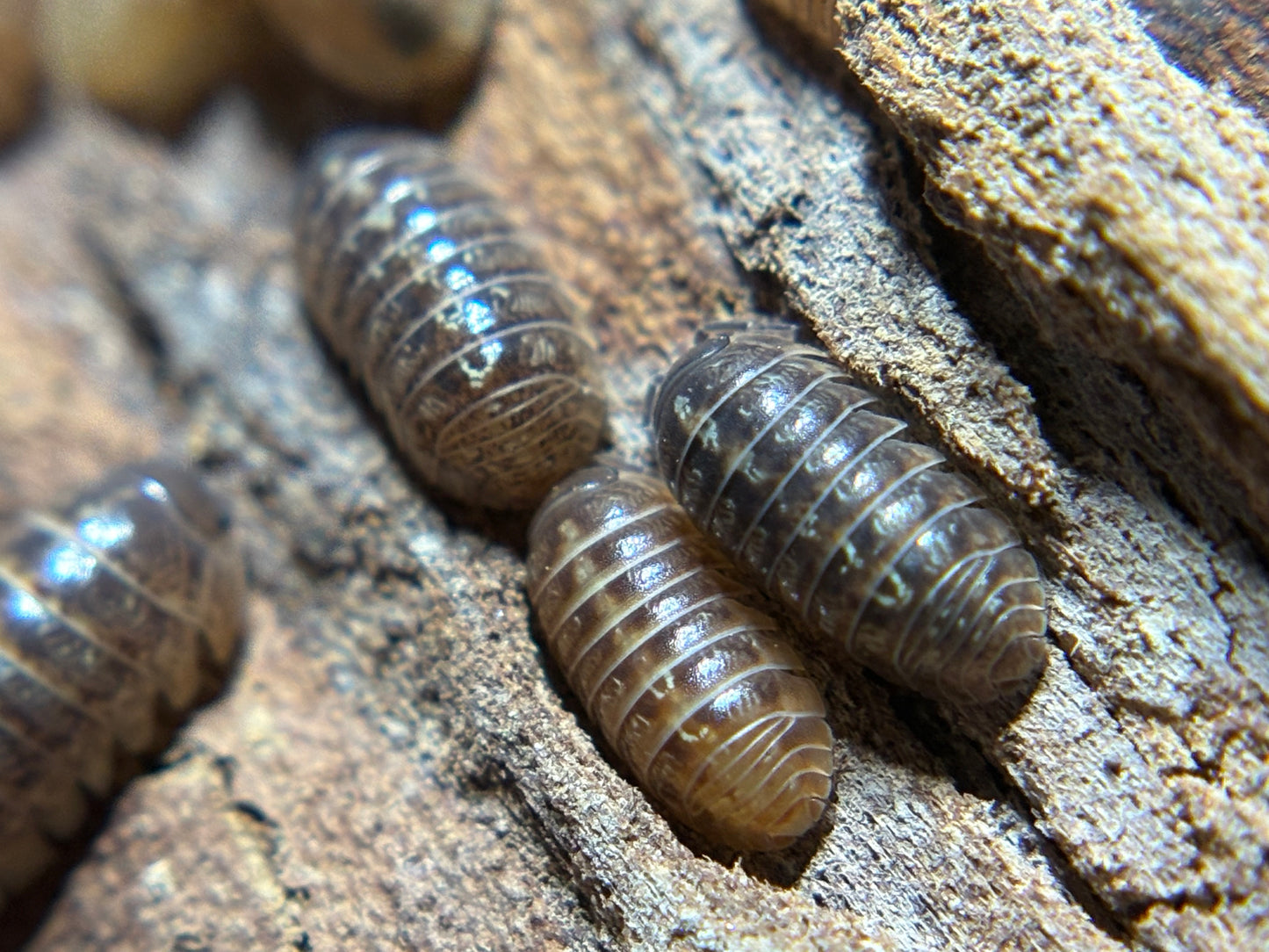 Armadillidium Vulgare Gem Mix