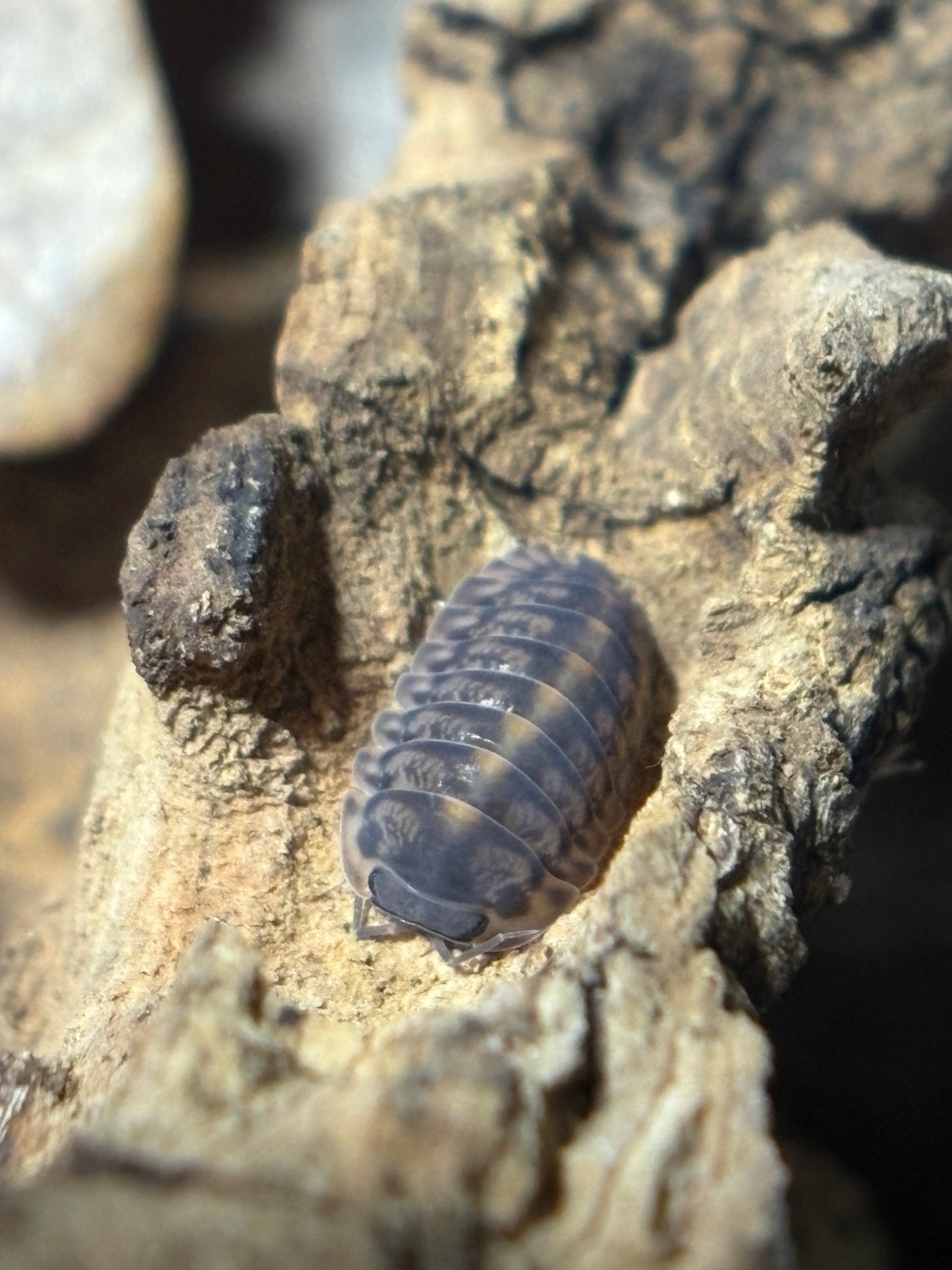 Cubaris Sp. Platin Tung Song