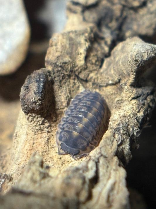 Cubaris Sp. Platin Tung Song