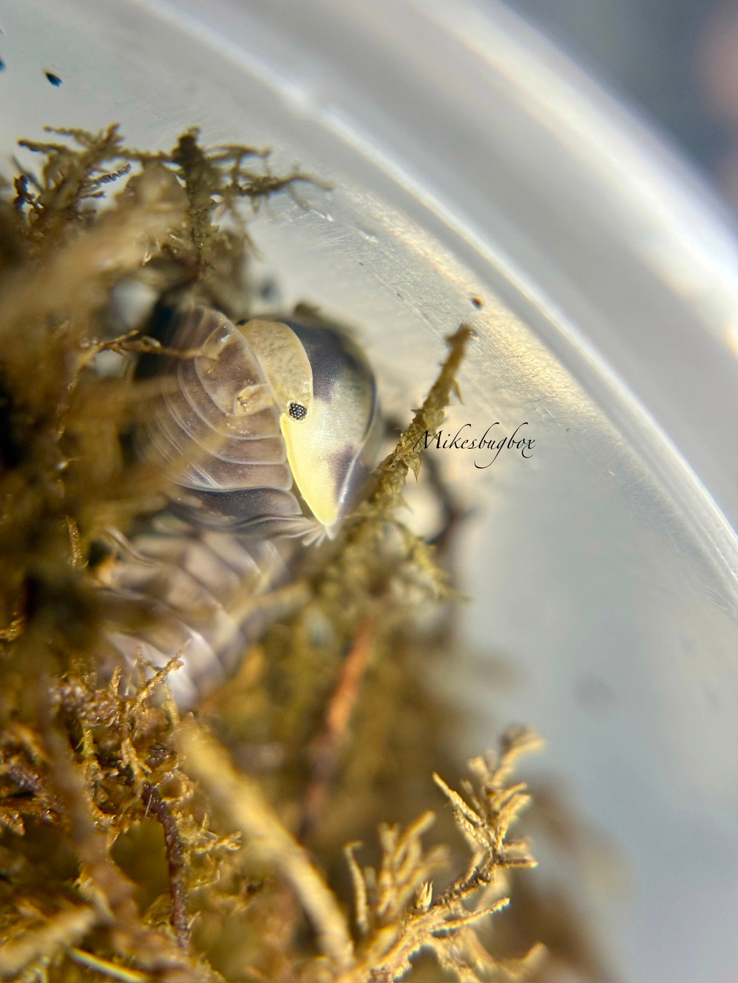 Cubaris Sp. Green Lazer
