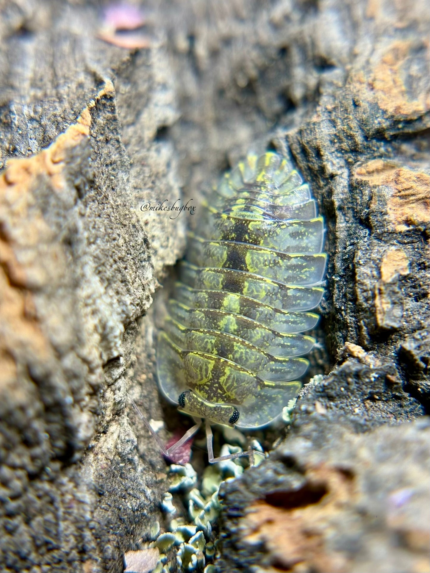 Troglodillo Sp. Green Spot