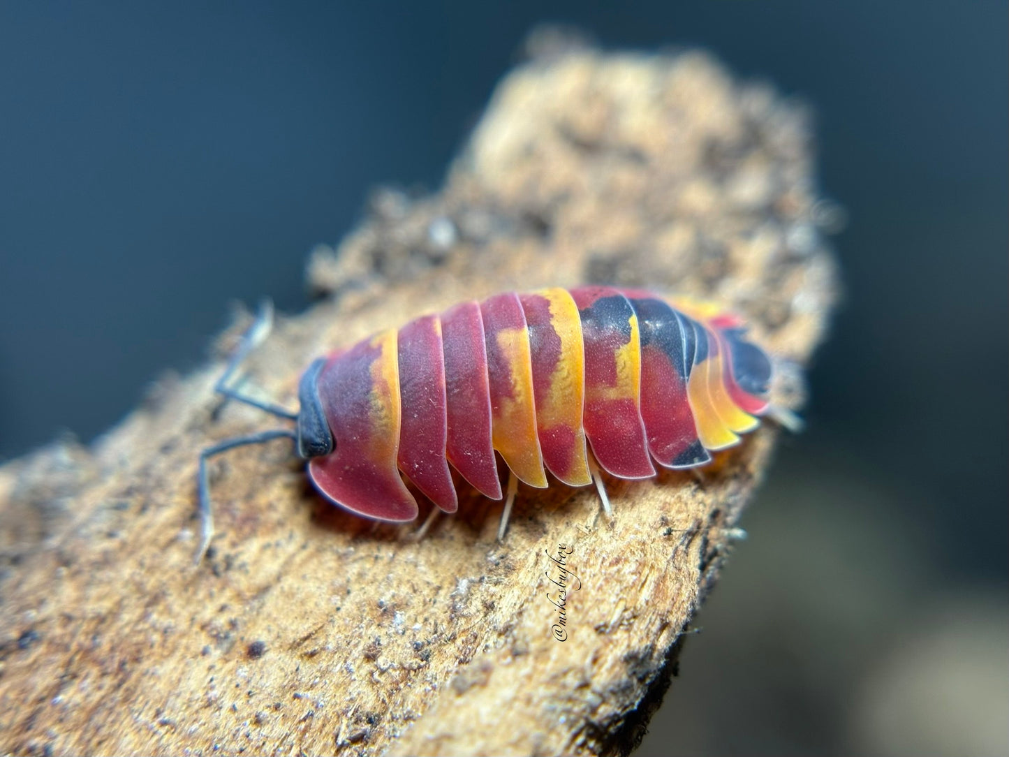 Merulanella Sp. Scarlet
