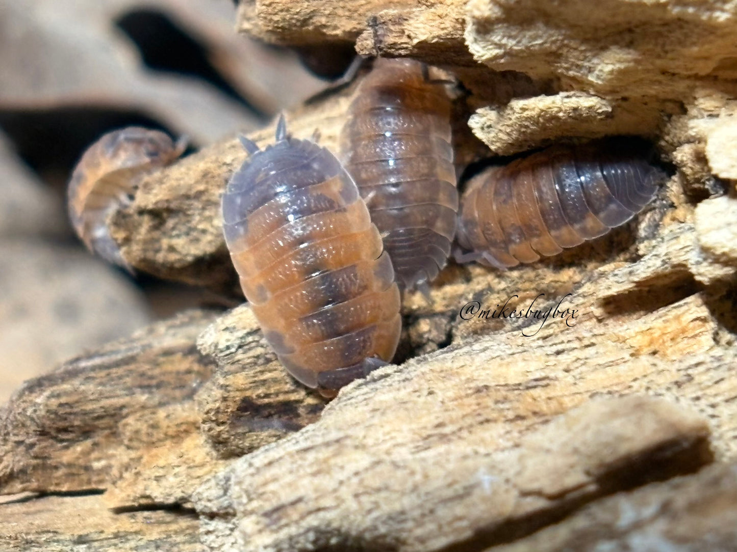 Porcellio Scaber Lava