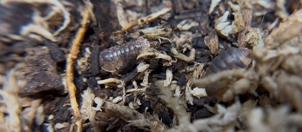 Filipinodillo Maculatum Lapu