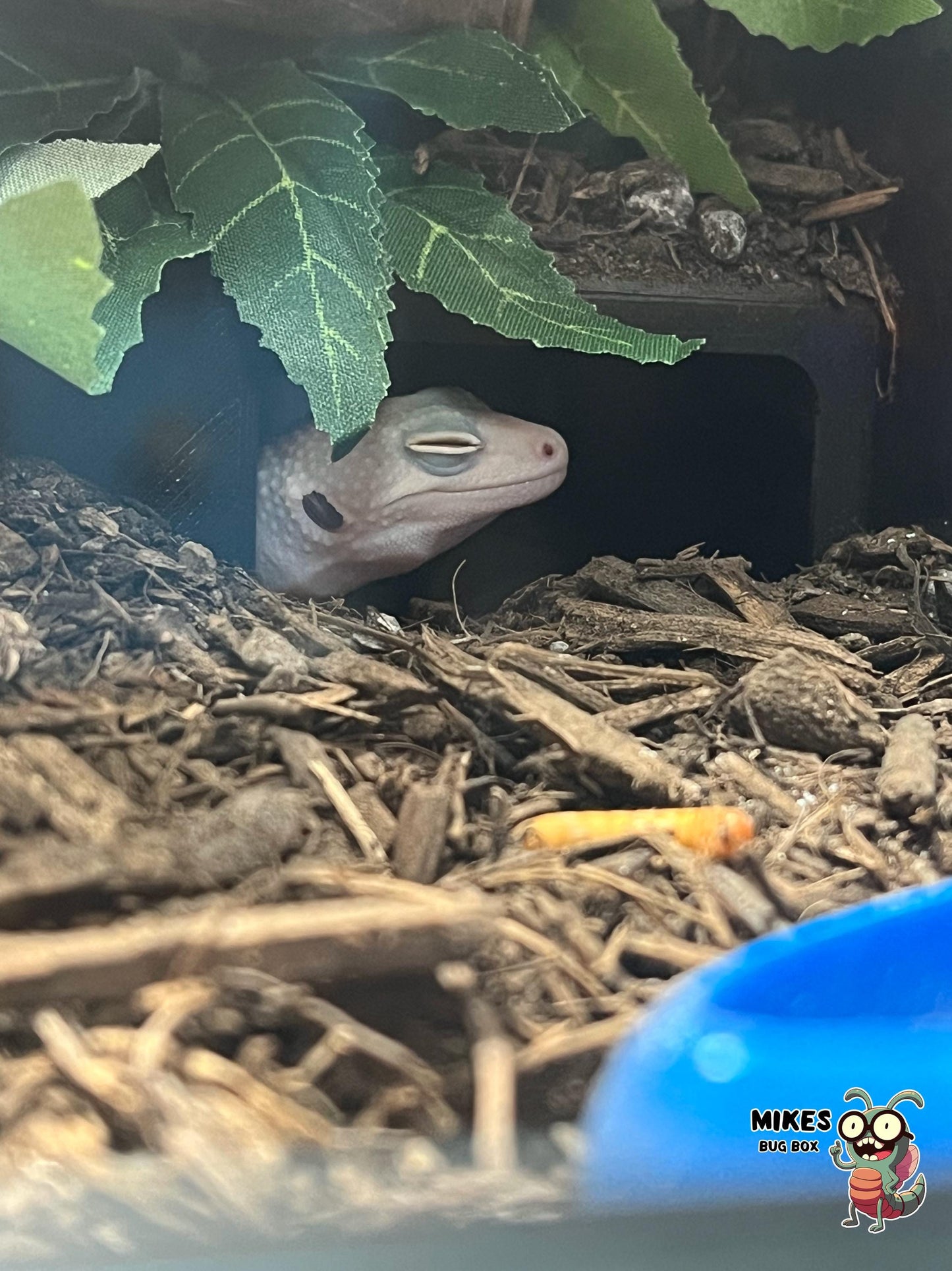 In-Ground Reptile Hide with Built-In Stairs / Gecko